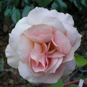 Spiced Coffee Hybrid Tea Rose Seeds - 30+ Perennial Flower Seeds - Image 13
