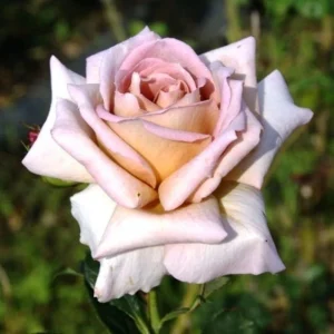 Spiced Coffee Hybrid Tea Rose Seeds - 30+ Perennial Flower Seeds - Image 14