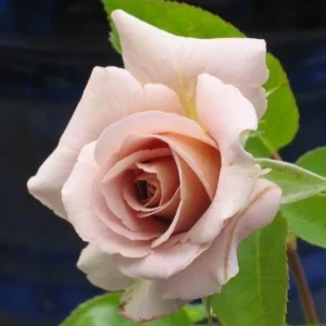 Spiced Coffee Hybrid Tea Rose Seeds - 30+ Perennial Flower Seeds - Image 15
