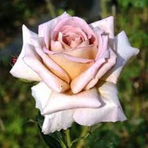 Spiced Coffee Hybrid Tea Rose Seeds - 30+ Perennial Flower Seeds - Image 2
