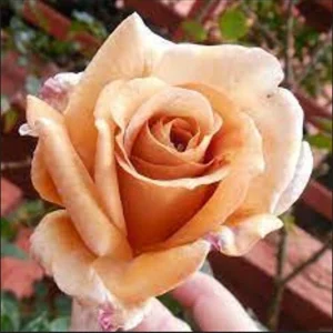 Spiced Coffee Hybrid Tea Rose Seeds - 30+ Perennial Flower Seeds - Image 3