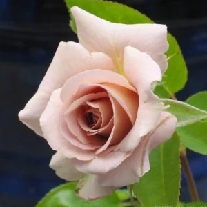 Spiced Coffee Hybrid Tea Rose Seeds - 30+ Perennial Flower Seeds - Image 4