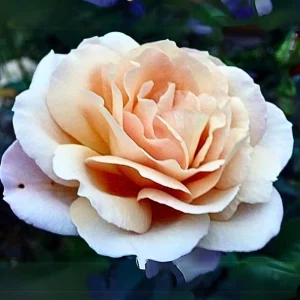 Spiced Coffee Hybrid Tea Rose Seeds - 30+ Perennial Flower Seeds - Image 5