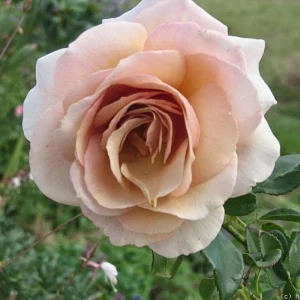 Spiced Coffee Hybrid Tea Rose Seeds - 30+ Perennial Flower Seeds - Image 6