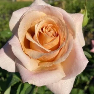 Spiced Coffee Hybrid Tea Rose Seeds - 30+ Perennial Flower Seeds - Image 7