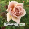 Spiced Coffee Hybrid Tea Rose Seeds - 30+ Perennial Flower Seeds - Image 1