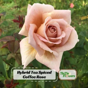 Spiced Coffee Hybrid Tea Rose Seeds - 30+ Perennial Flower Seeds - Image 1