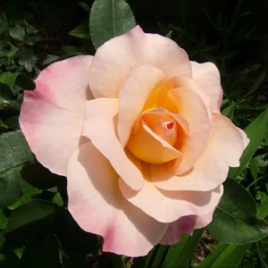 Spiced Coffee Hybrid Tea Rose Seeds - 30+ Perennial Flower Seeds - Image 8