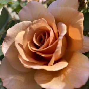 Spiced Coffee Hybrid Tea Rose Seeds - 30+ Perennial Flower Seeds - Image 9