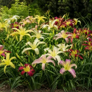 Spider Daylily Mix Seeds - Hemerocallis hybrida - 20 Seeds - Perennial Flower - Image 7