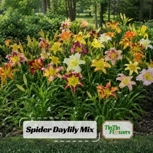 Spider Daylily Mix Seeds - Hemerocallis hybrida - 20 Seeds - Perennial Flower - Image 1