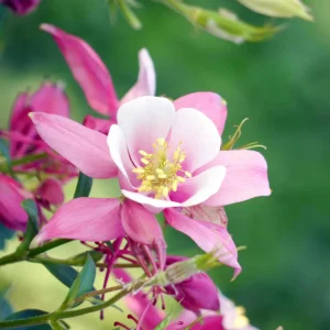 Star Columbine Seeds - 25 Seeds - Cold Resistant, Pollinator Attractor - Image 10