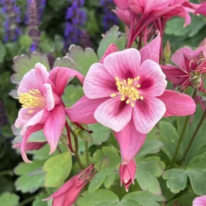 Star Columbine Seeds - 25 Seeds - Cold Resistant, Pollinator Attractor - Image 11