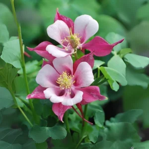 Star Columbine Seeds - 25 Seeds - Cold Resistant, Pollinator Attractor - Image 12