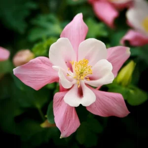 Star Columbine Seeds - 25 Seeds - Cold Resistant, Pollinator Attractor - Image 15