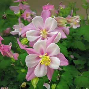 Star Columbine Seeds - 25 Seeds - Cold Resistant, Pollinator Attractor - Image 16