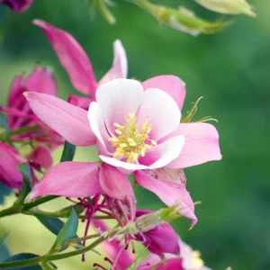 Star Columbine Seeds - 25 Seeds - Cold Resistant, Pollinator Attractor - Image 4