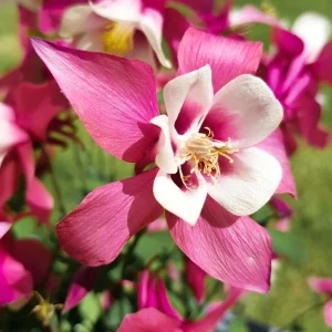Star Columbine Seeds - 25 Seeds - Cold Resistant, Pollinator Attractor - Image 7