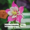 Star Columbine Seeds - 25 Seeds - Cold Resistant, Pollinator Attractor - Image 1