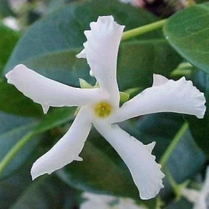 Star Jasmine Live Plant, 5 inch Tall, Fragrant Climbing Vine, Indoor/Outdoor, 2 Pack - Image 2