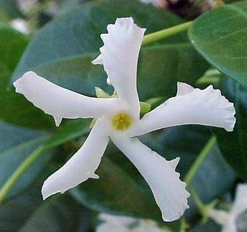 Star Jasmine Live Plant, 5 inch Tall, Fragrant Climbing Vine, Indoor/Outdoor, 2 Pack - Image 2