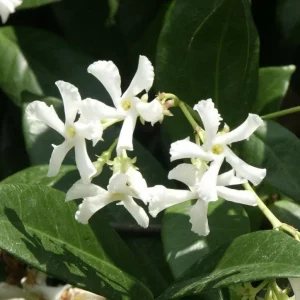 Star Jasmine Live Plant, 5 inch Tall, Fragrant Climbing Vine, Indoor/Outdoor, 2 Pack - Image 3