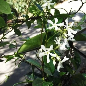Star Jasmine Live Plant, 5 inch Tall, Fragrant Climbing Vine, Indoor/Outdoor, 2 Pack - Image 4