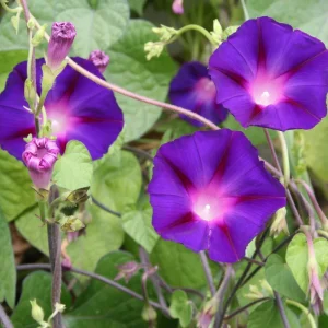 Star of Yelta Morning Glory Seeds - 30 Seeds - Deep Violet Climber - Image 10