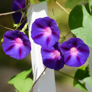 Star of Yelta Morning Glory Seeds - 30 Seeds - Deep Violet Climber - Image 11