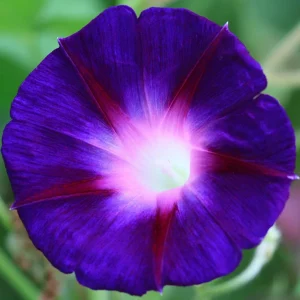 Star of Yelta Morning Glory Seeds - 30 Seeds - Deep Violet Climber - Image 12