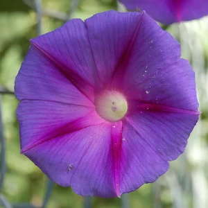 Star of Yelta Morning Glory Seeds - 30 Seeds - Deep Violet Climber - Image 13