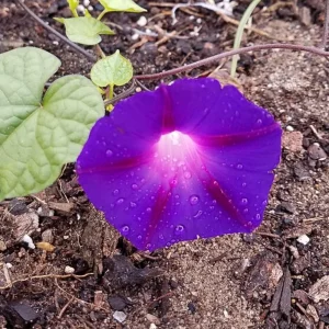 Star of Yelta Morning Glory Seeds - 30 Seeds - Deep Violet Climber - Image 14