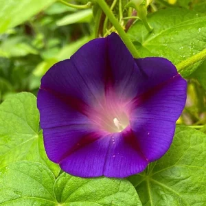 Star of Yelta Morning Glory Seeds - 30 Seeds - Deep Violet Climber - Image 15