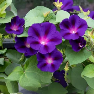 Star of Yelta Morning Glory Seeds - 30 Seeds - Deep Violet Climber - Image 2