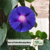 Star of Yelta Morning Glory Seeds - 30 Seeds - Deep Violet Climber - Image 1
