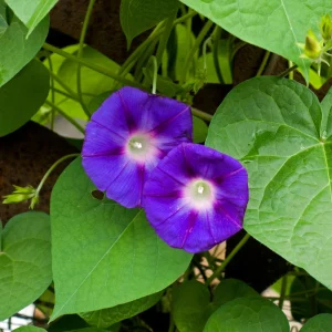 Star of Yelta Morning Glory Seeds - 30 Seeds - Deep Violet Climber - Image 3