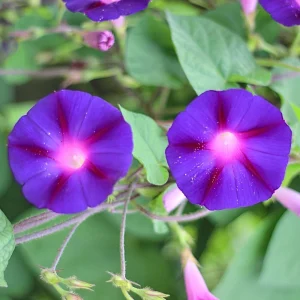 Star of Yelta Morning Glory Seeds - 30 Seeds - Deep Violet Climber - Image 4
