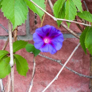 Star of Yelta Morning Glory Seeds - 30 Seeds - Deep Violet Climber - Image 5