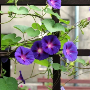 Star of Yelta Morning Glory Seeds - 30 Seeds - Deep Violet Climber - Image 6