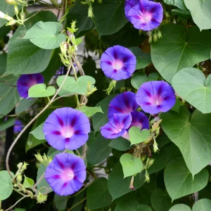 Star of Yelta Morning Glory Seeds - 30 Seeds - Deep Violet Climber - Image 7