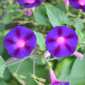 Star of Yelta Morning Glory Seeds - 30 Seeds - Deep Violet Climber - Image 8