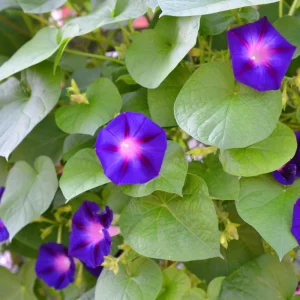 Star of Yelta Morning Glory Seeds - 30 Seeds - Deep Violet Climber - Image 9