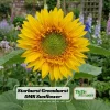 Starburst Greenburst Sunflower Seeds - 25 Seeds - Annuals - Pollinator-Friendly - Image 1