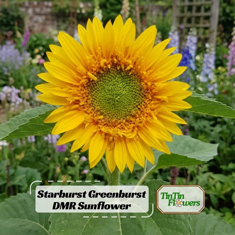 Starburst Greenburst Sunflower Seeds - 25 Seeds - Annuals - Pollinator-Friendly - Image 1