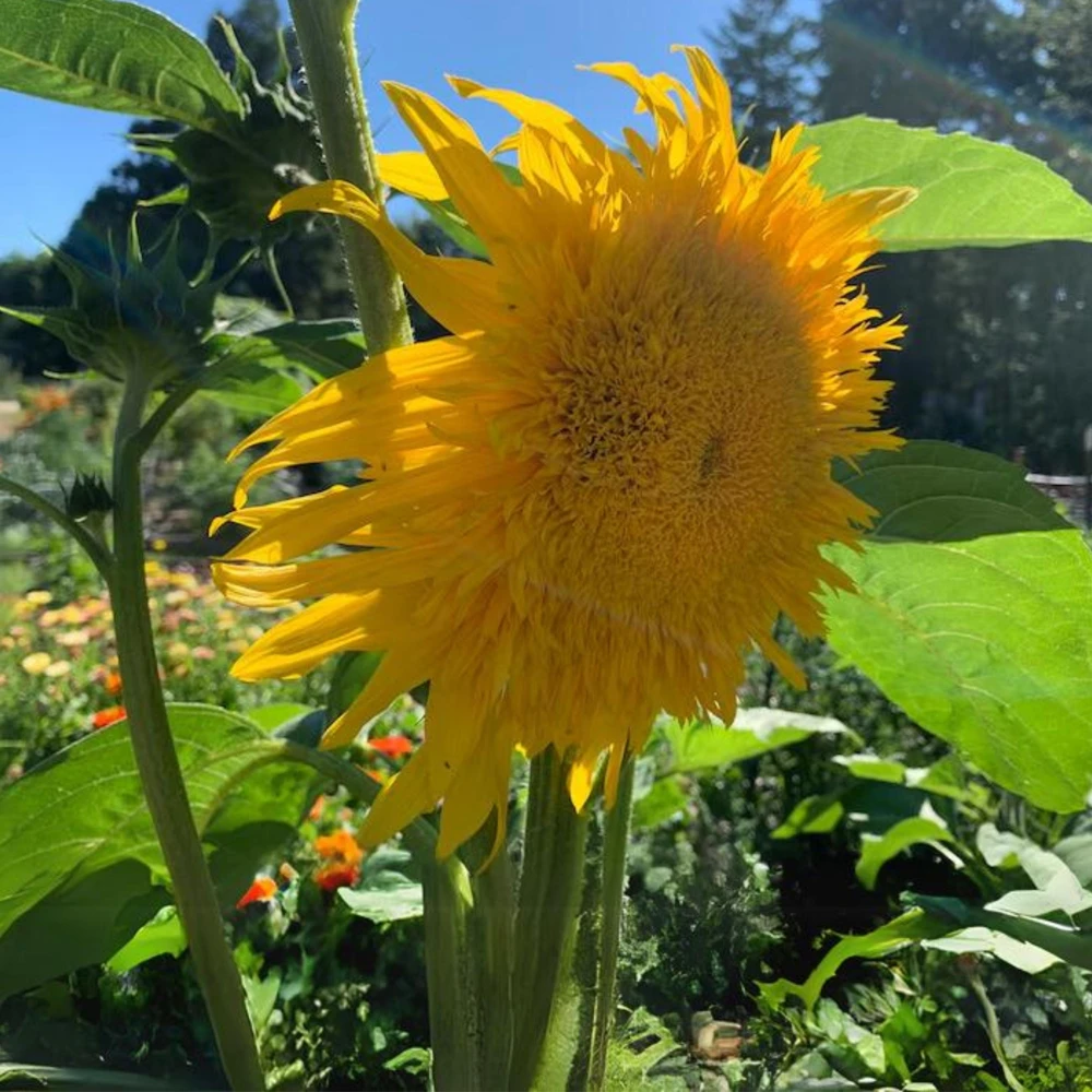 Starburst Greenburst Sunflower Seeds - 25 Seeds - Annuals - Pollinator-Friendly - Image 10