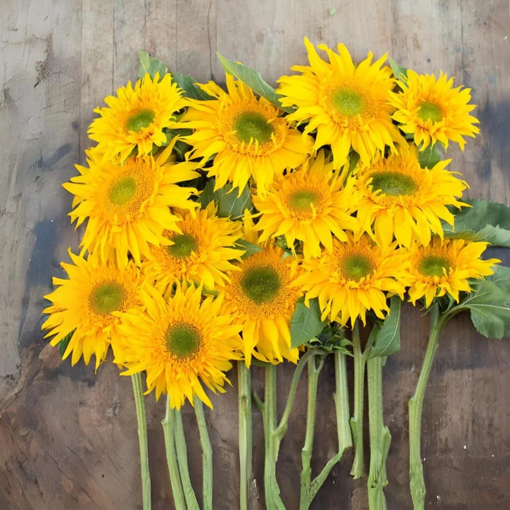 Starburst Greenburst Sunflower Seeds - 25 Seeds - Annuals - Pollinator-Friendly - Image 11