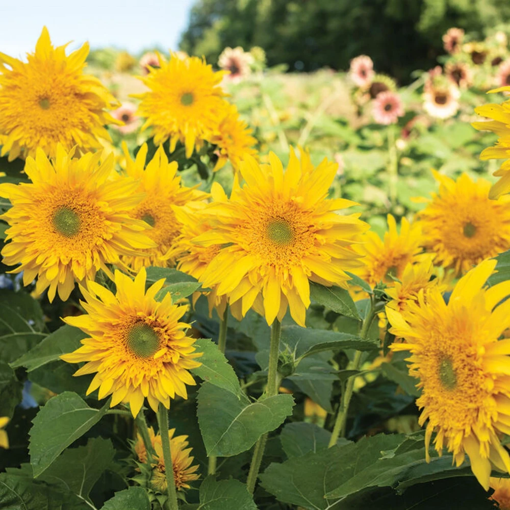 Starburst Greenburst Sunflower Seeds - 25 Seeds - Annuals - Pollinator-Friendly - Image 12
