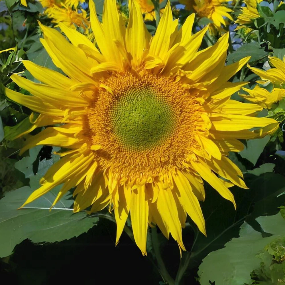 Starburst Greenburst Sunflower Seeds - 25 Seeds - Annuals - Pollinator-Friendly - Image 13