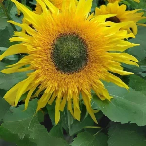 Starburst Greenburst Sunflower Seeds - 25 Seeds - Annuals - Pollinator-Friendly - Image 14