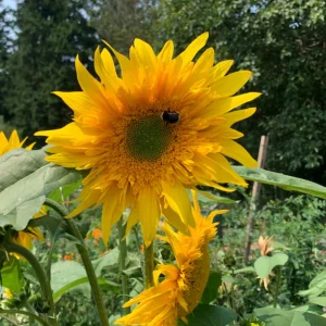 Starburst Greenburst Sunflower Seeds - 25 Seeds - Annuals - Pollinator-Friendly - Image 15